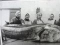 Будни рыбообработчиков в 1960-е годы