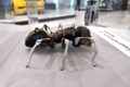 Музей будущего в г. Дубай. Робот-муравей. Май 2022г