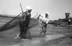 Рыбная ловля бреднем в Северском Донце близ Белой Калитвы. 1950-е годы 20-го века