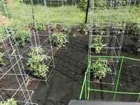 Выращивание томатов на приусадебном участке в США, 2023г