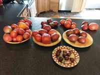 Плоды томатов, выращенные на приусадебном участке в США, 2023г