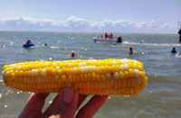 Отварная кукуруза - классическое пляжное угощение Отварная кукуруза - классическое пляжное угощение