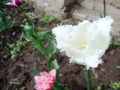 Необычайно изящные белые бахромчатые тюльпаны