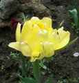 Безупречный цветок желтого махрового тюльпана