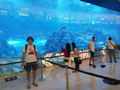 Океанариум в торгово-развлекательном  центре Дубай молл. Июнь 2021г