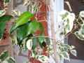 Пёстролистый фикус, на котором выросла ветка с зелёными листьями