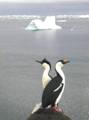 Для многих стран двуглавые орлы и орланы являются государственными символами, а для Украинской Антарктики – это "двуглавые"  пингвины