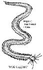 Нереис - лиманный червь. Насадка для ловли пеленгаса