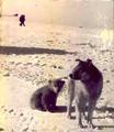 Собака Варнак и медвежонок. Фото Н.В. Пинегина