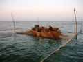 Седовские рыбаки у  ставных тюлечных сетей
