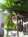 Финиковая пальма на территории отеля